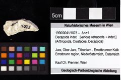 Foto (Objket + Etiketten) von Decapoda indet. 